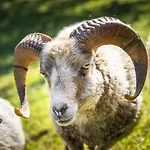 Séjour à la ferme Vordersattlegghof