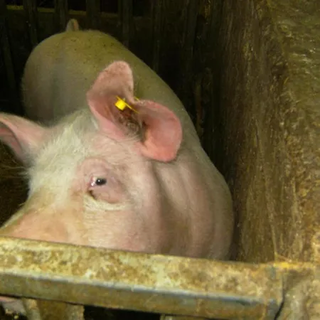 Çiftlik konaklama Vordersattlegghof *