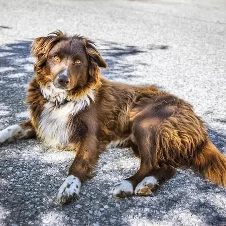 Vordersattlegghof Çiftlik konaklama