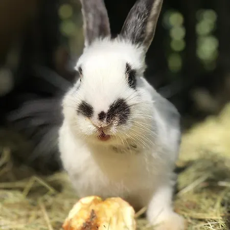 Vordersattlegghof Çiftlik konaklama Hüttau