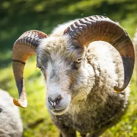 Gospodarstwo agroturystyczne Vordersattlegghof