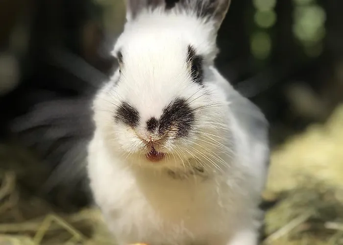 Vordersattlegghof Bauernhof Hüttau