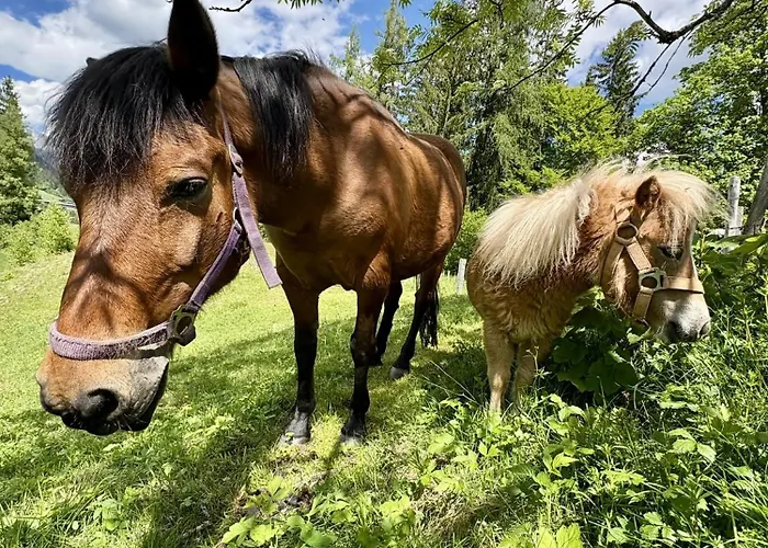 Vordersattlegghof Hüttau